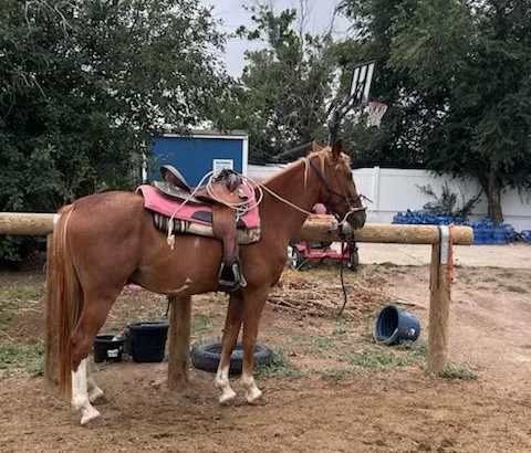 4 Year Old Red Roan Missouri Fox Trotter Gelding