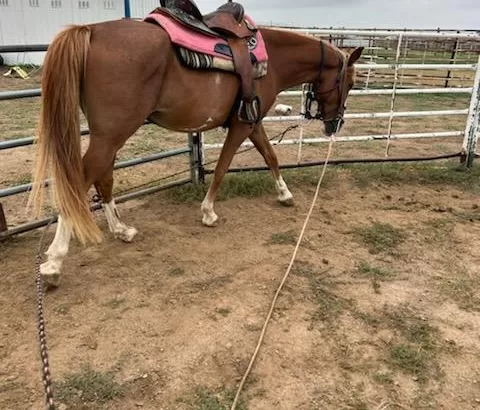 4 Year Old Red Roan Missouri Fox Trotter Gelding