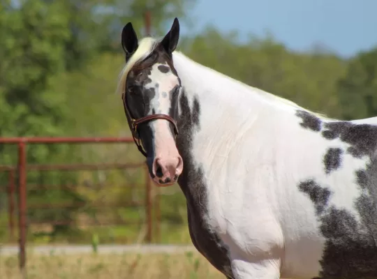 Classy Trail Riding Deluxe Gaited Mare / Family Safe / Show Mare