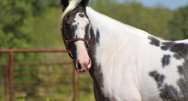 Classy Trail Riding Deluxe Gaited Mare / Family Safe / Show Mare