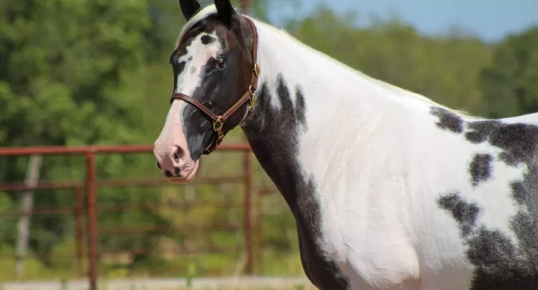 Classy Trail Riding Deluxe Gaited Mare / Family Safe / Show Mare