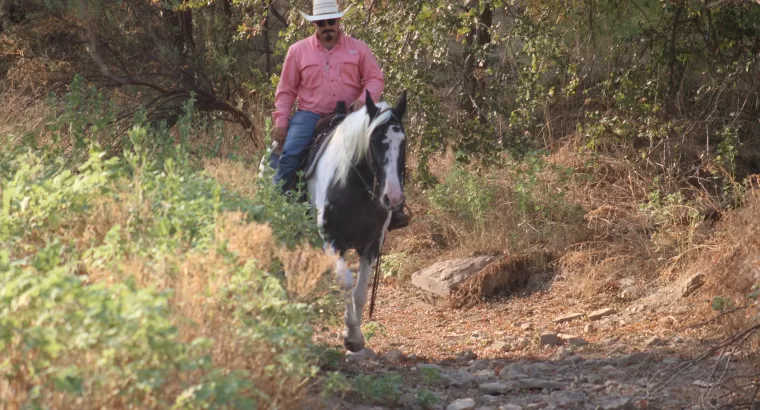 Classy Trail Riding Deluxe Gaited Mare / Family Safe / Show Mare