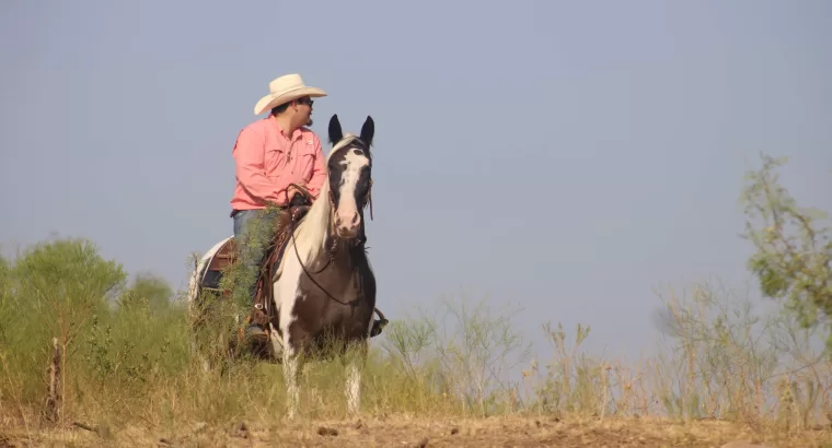 Classy Trail Riding Deluxe Gaited Mare / Family Safe / Show Mare