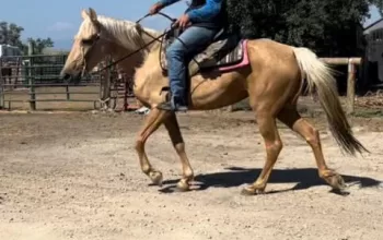9 Y/O Kid Safe Palomino Tennessee Walking Horse Mare