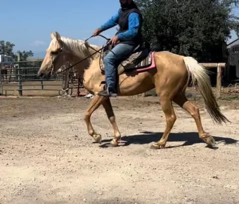 9 Y/O Kid Safe Palomino Tennessee Walking Horse Mare