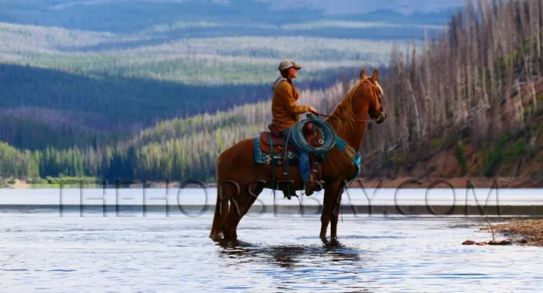 Sorrel Kentucky Mountain Gaited Trail Gelding