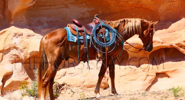 Sorrel Kentucky Mountain Gaited Trail Gelding