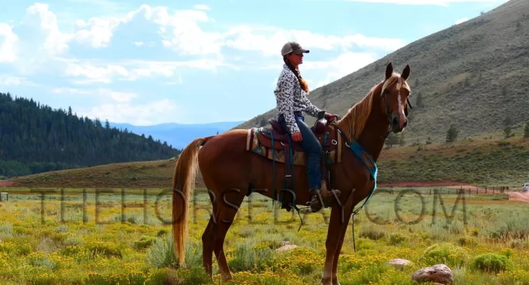 Sorrel Kentucky Mountain Gaited Trail Gelding