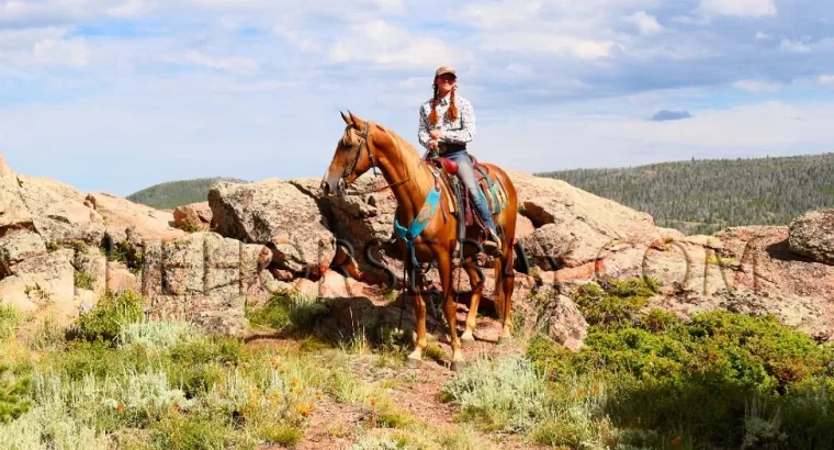 Sorrel Kentucky Mountain Gaited Trail Gelding