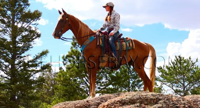 Sorrel Kentucky Mountain Gaited Trail Gelding