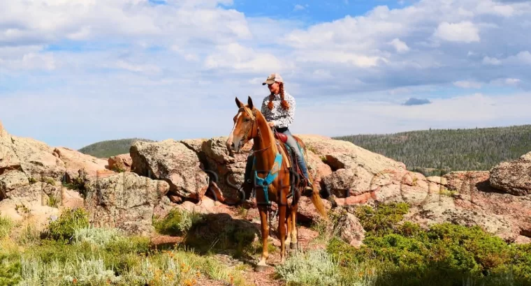 Sorrel Kentucky Mountain Gaited Trail Gelding