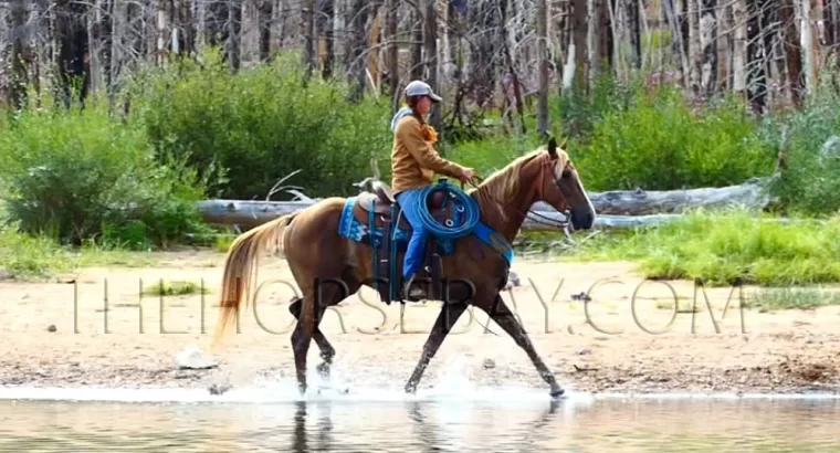 Sorrel Kentucky Mountain Gaited Trail Gelding