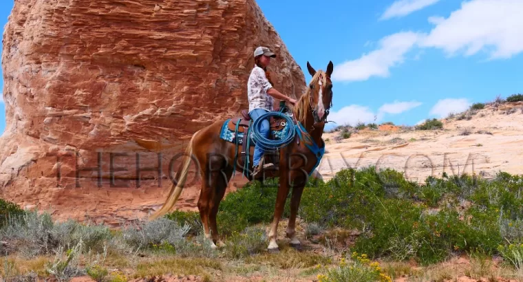 Sorrel Kentucky Mountain Gaited Trail Gelding